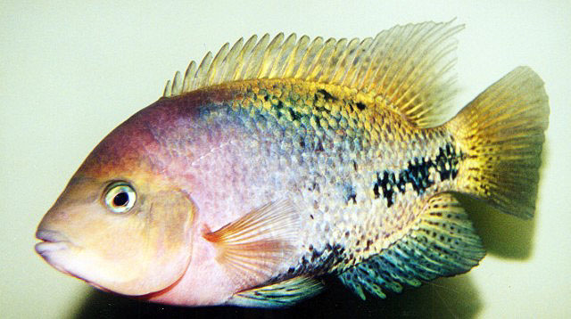 Vieja melanurus