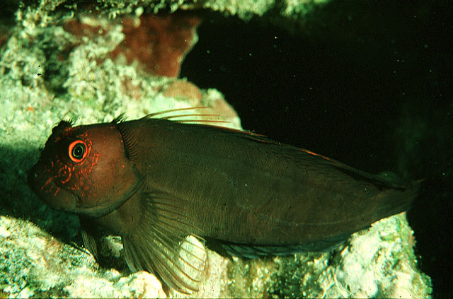 Cirripectes vanderbilti