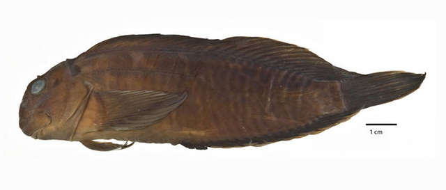 Cirripectes viriosus