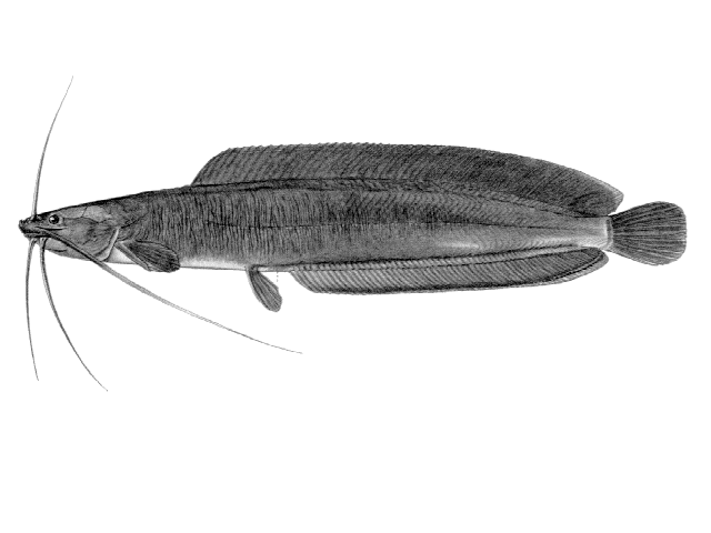 Clarias buthupogon