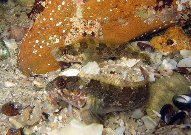 Clinus cottoides