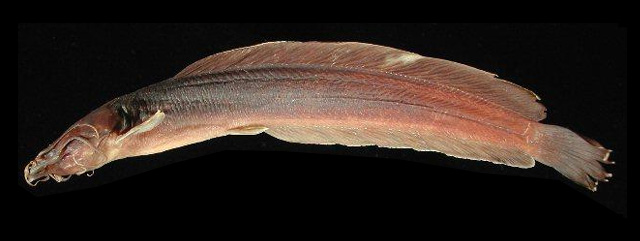 Clarias insolitus
