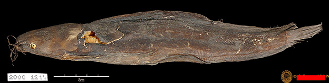 Clarias intermedius