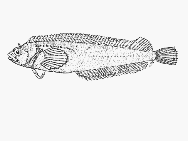 Clinus latipennis