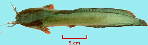 Clarias macrocephalus