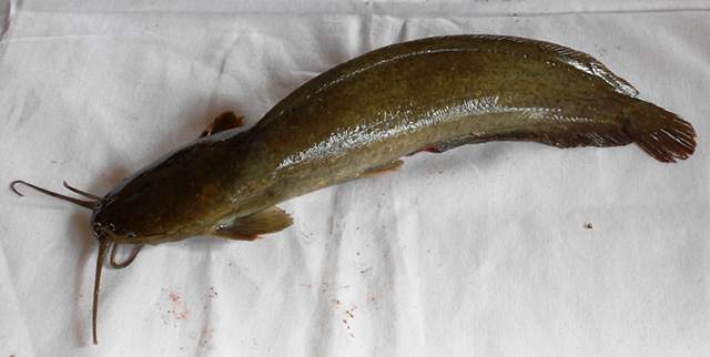 Clarias magur