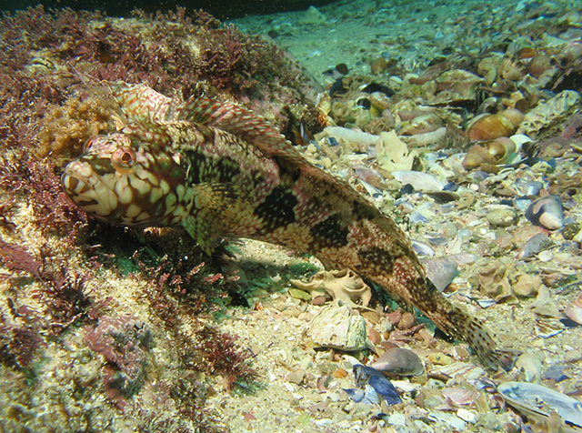 Clinus musaicus