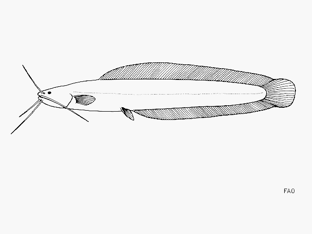 Clariallabes petricola