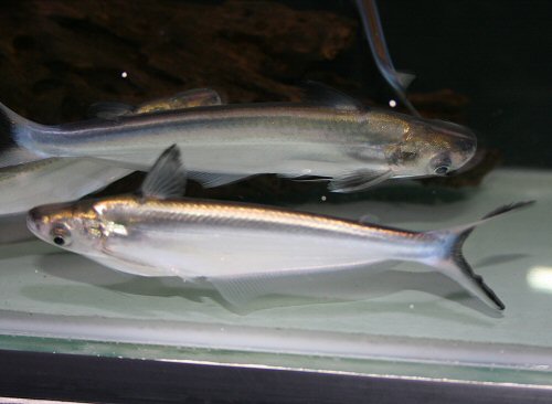 Clupisoma prateri
