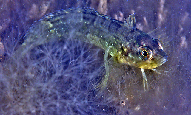 Clinus spatulatus