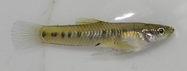 Cnesterodon decemmaculatus