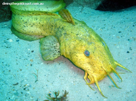 Cnidoglanis macrocephalus