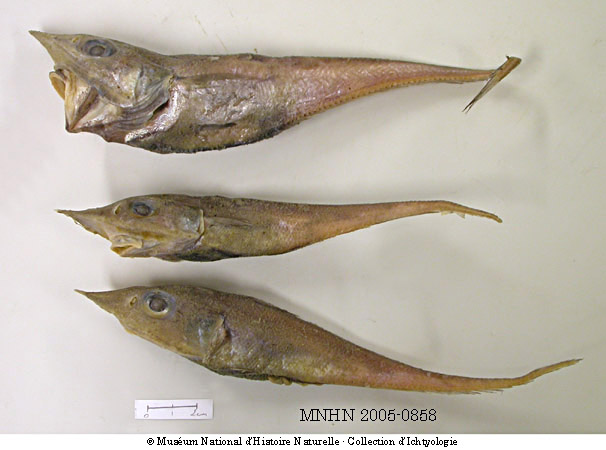 Coelorinchus acutirostris