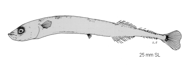 Cololabis adoceta