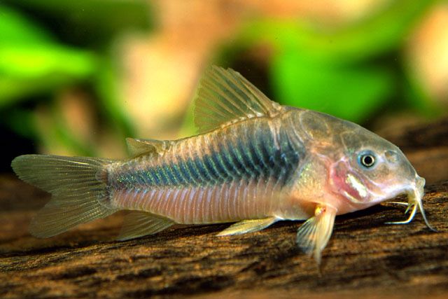 Osteogaster aenea