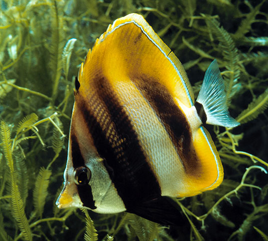 Coradion altivelis
