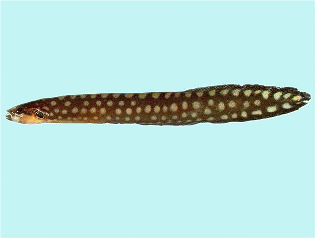 Congrogadus amplimaculatus