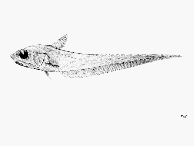 Coryphaenoides ariommus