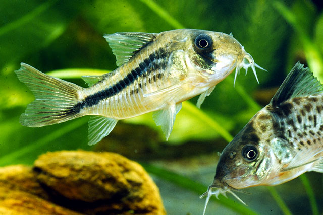 Hoplisoma axelrodi