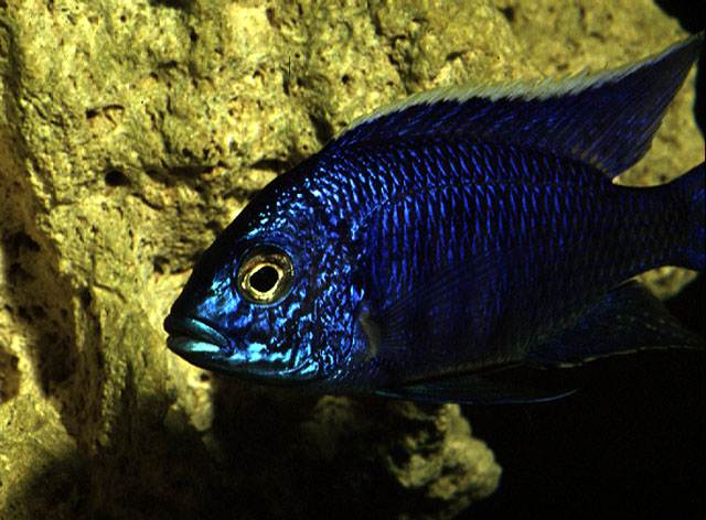 Copadichromis azureus