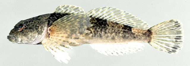 Cottus baileyi