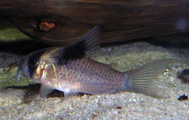 Hoplisoma bicolor