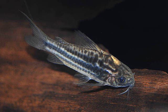 Gastrodermus bilineatus