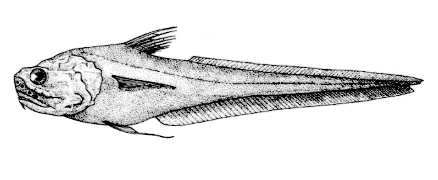 Coryphaenoides brevibarbis