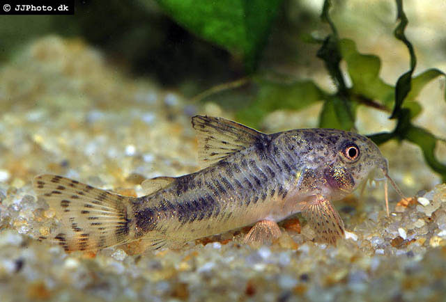 Hoplisoma carlae