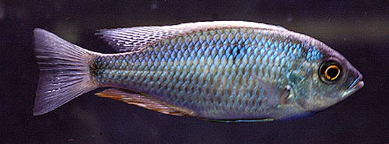 Copadichromis chrysonotus