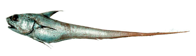 Cocin_u8.jpg
