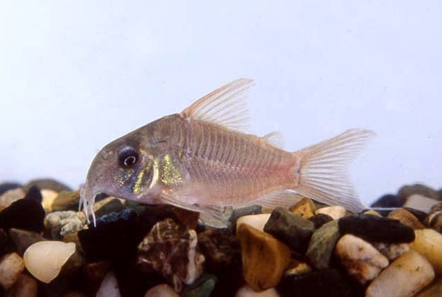 Hoplisoma concolor