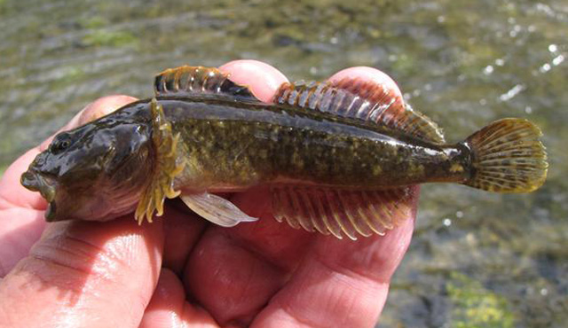 Cottus confusus