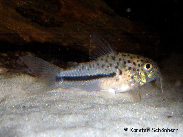 Hoplisoma coppenamensis