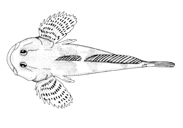 Cottus czerskii