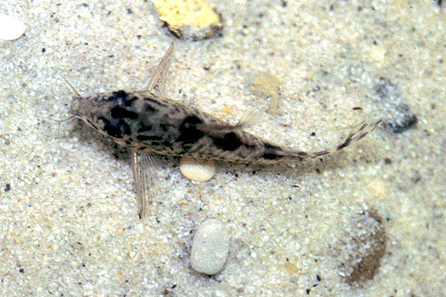 Hoplisoma diphyes