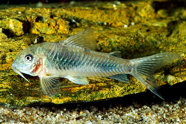 Corydoras ellisae
