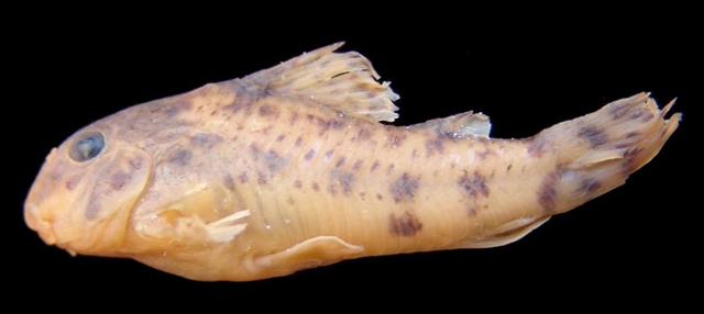 Hoplisoma flaveolus