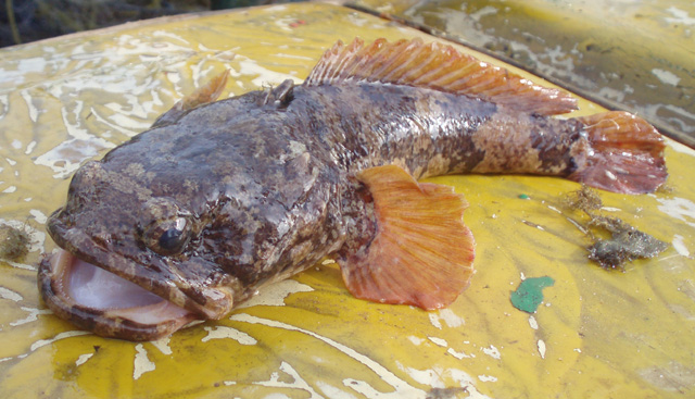 Colletteichthys flavipinnis