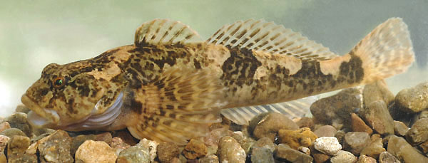 Cogob_u6.jpg