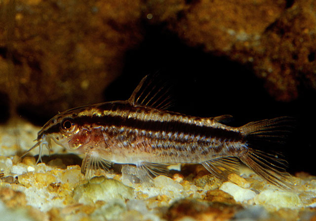 Gastrodermus gracilis