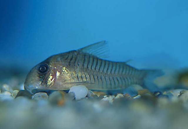 Hoplisoma griseum
