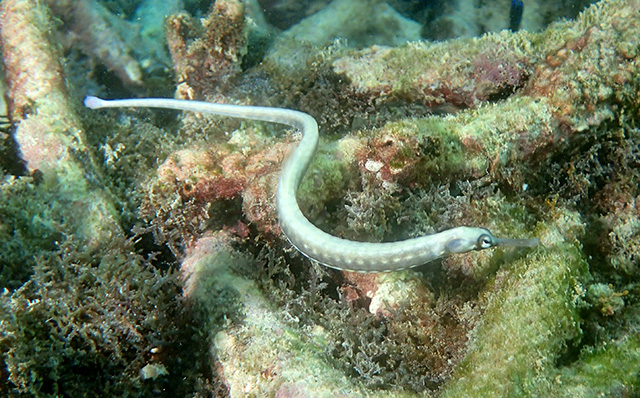 Corythoichthys haematopterus