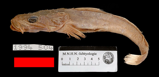 Cociella heemstrai