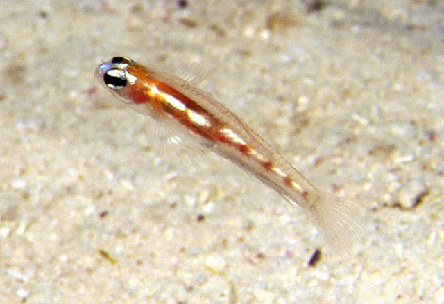 Coryphopterus hyalinus