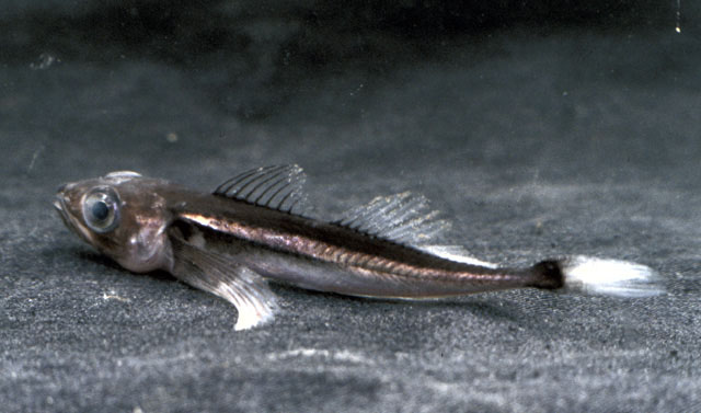 Cottocomephorus inermis