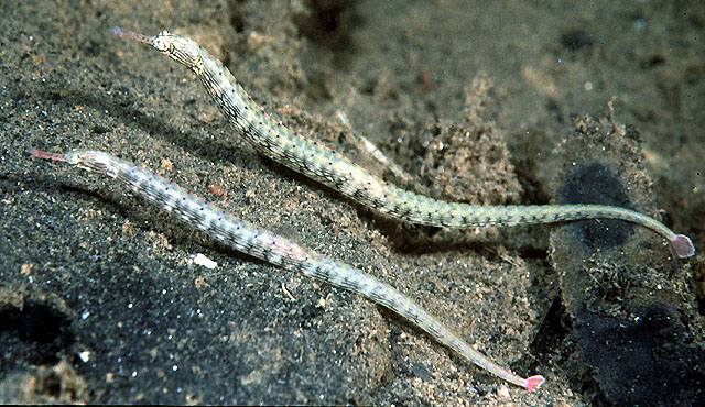 Corythoichthys intestinalis