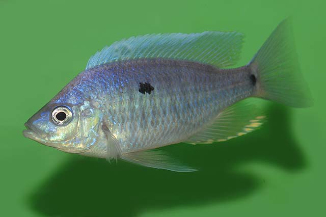Copadichromis jacksoni