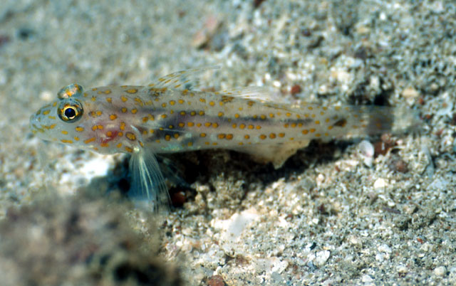 Fusigobius longispinus