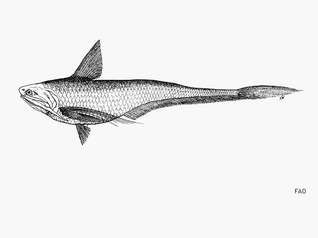 Coilia macrognathos
